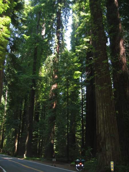 <i><b>318-Ave of the Giants</b></i>